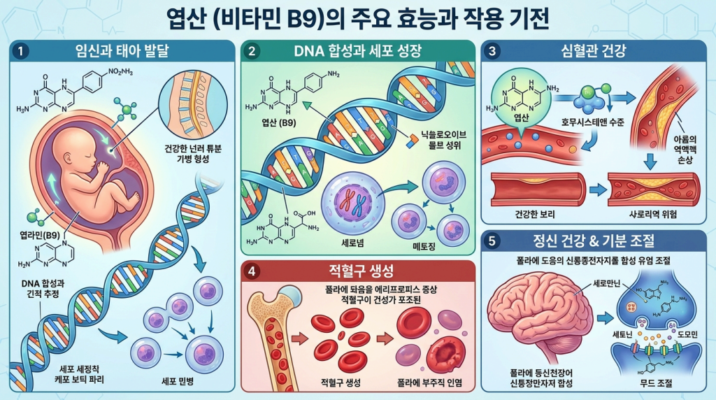 엽산 효능 개념 설명 이미지 | DW Lifelog